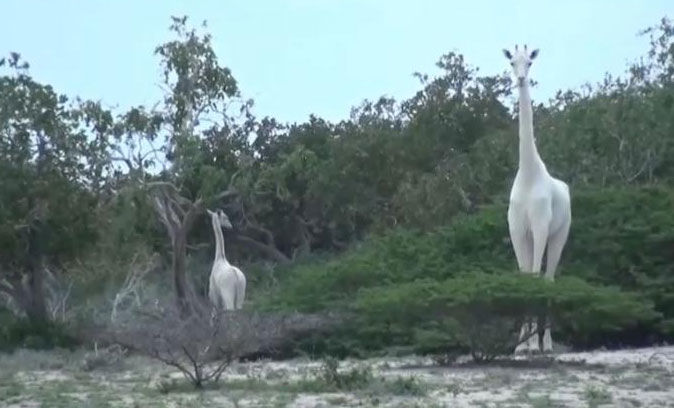 White giraffes